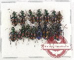 Scientific lot no. 340A Carabidae (15 pcs)