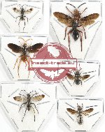 Scientific lot no. 278 Hymenoptera (6 pcs)