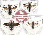 Scientific lot no. 259 Hymenoptera (4 pcs)