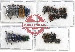 Scientific lot no. 238 Chrysomelidae (30 pcs)