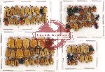 Scientific lot no. 266 Chrysomelidae (79 pcs)