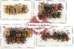 Scientific lot no. 237 Chrysomelidae (28 pcs)