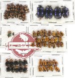 Scientific lot no. 263 Chrysomelidae (60 pcs)