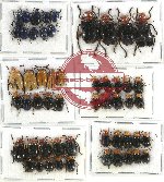 Scientific lot no. 243 Chrysomelidae (54 pcs)