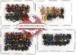 Scientific lot no. 240 Chrysomelidae (56 pcs)