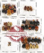 Scientific lot no. 256 Chrysomelidae (49 pcs)