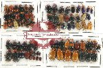 Scientific lot no. 280 Chrysomelidae (79 pcs)