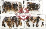 Scientific lot no. 281 Hymenoptera (15 pcs)