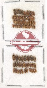 Heteroceridae Scientific lot no. 10 (73 pcs)