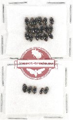 Elmidae sc. lot no. 24 (23 pcs)