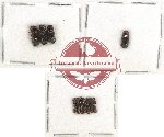 Bostrichidae Scientific lot no. 36 (28 pcs)