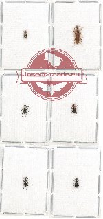Anthicidae Scientific lot no. 47 (6 pcs)