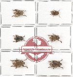 Scientific lot no. 203 Cerambycidae (6 pcs)