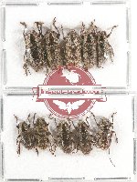 Scientific lot no. 170 Cerambycidae (10 pcs A, A-, A2)