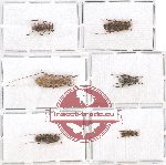 Scientific lot no. 180 Cerambycidae (6 pcs - 1 pc A2)