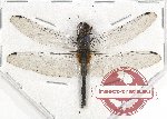 Odonata sp. 72