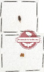 Scientific lot no. 102 Nitidulidae (3 pcs)