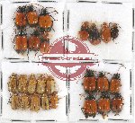 Scientific lot no. 253 Chrysomelidae (26 pcs)