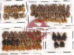 Scientific lot no. 285 Chrysomelidae (103 pcs)