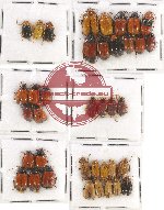 Scientific lot no. 252 Chrysomelidae (38 pcs)