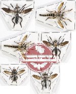 Scientific lot no. 50 Diptera (Asilidae) (6 pcs - 1 pc A2)