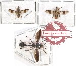 Scientific lot no. 57 Diptera (3 pcs)