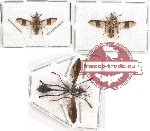 Scientific lot no. 57 Diptera (3 pcs)