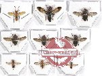 Scientific lot no. 42 Diptera (9 pcs)