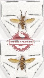 Scientific lot no. 43 Diptera (2 pcs)