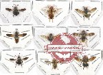 Scientific lot no. 53 Diptera (9 pcs - 3 pcs A2)
