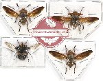 Scientific lot no. 59 Diptera (4 pcs)