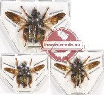 Scientific lot no. 60 Diptera (3 pcs)