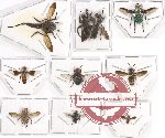 Scientific lot no. 45 Diptera (10 pcs)