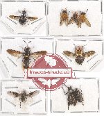 Scientific lot no. 46 Diptera (9 pcs A-, A2)