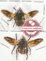Scientific lot no. 56 Diptera (2 pcs - 1 pc A2)