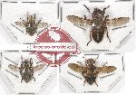 Scientific lot no. 55 Diptera (4 pcs)