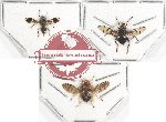 Scientific lot no. 58 Diptera (3 pcs)