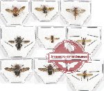 Scientific lot no. 44 Diptera (9 pcs A-, A2)