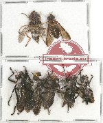 Scientific lot no. 51 Diptera (7 pcs A2)