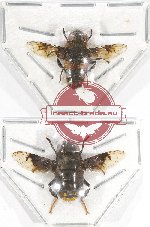 Scientific lot no. 49 Diptera (2 pcs)