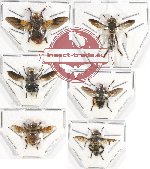 Scientific lot no. 52 Diptera (6 pcs)