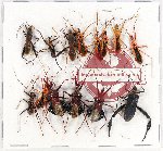 Scientific lot no. 742 Heteroptera (14 pcs)