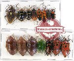 Scientific lot no. 744 Heteroptera (15 pcs)