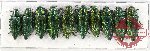 Scientific lot no. 74 Buprestidae (10 pcs A-, A2)