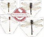 Scientific lot no. 13 Odonata (4 pcs - 1 pc A2)