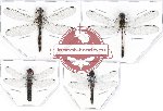 Scientific lot no. 9 Odonata (4 pcs)