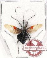 Reduviidae sp. 18