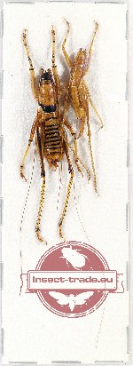 Scientific lot no. 33 Orthoptera (2 pcs A-/A2)