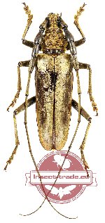 Neocerambyx grandis