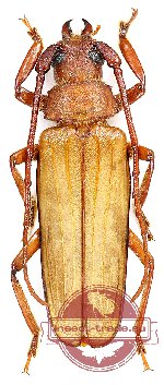 Spinimegopis piliventris antennalis Fuchs, 1965